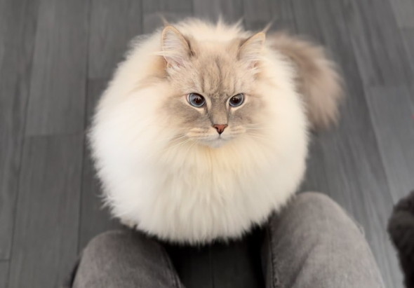 黄金比のふわふわ猫
