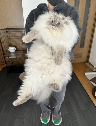 黄金比のふわふわ猫