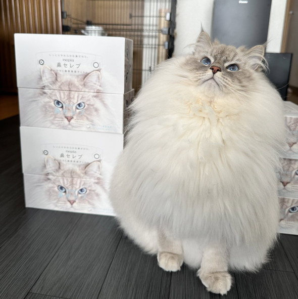 黄金比のふわふわ猫