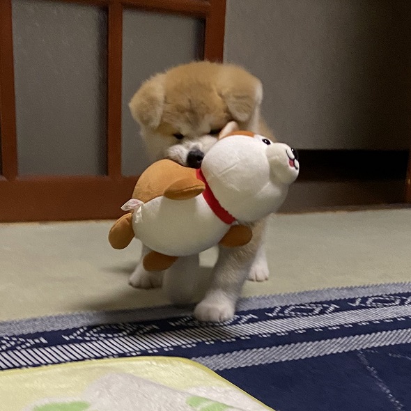 秋田犬