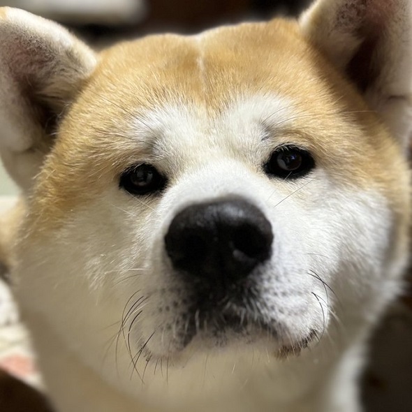 秋田犬