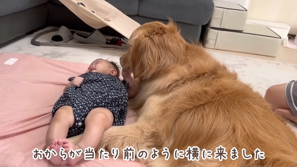 横になる赤ちゃんに寄り添うゴールデンレトリバーのワンコ