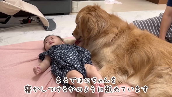 横になる赤ちゃんに寄り添うゴールデンレトリバーのワンコ