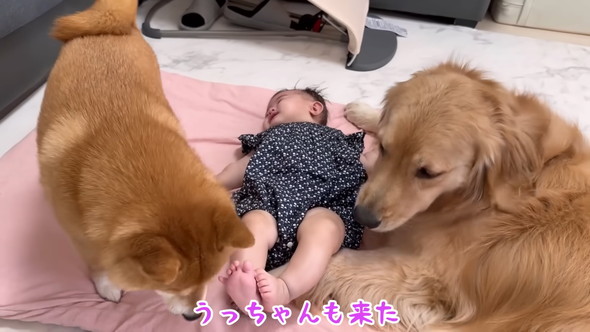 横になる赤ちゃんに寄り添うゴールデンレトリバーのワンコ