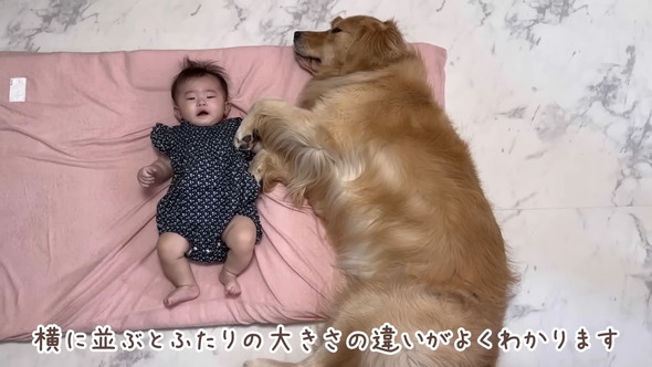 横になる赤ちゃんに寄り添うゴールデンレトリバーのワンコ