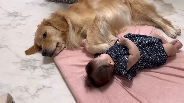 横になる赤ちゃんに寄り添うゴールデンレトリバーのワンコ