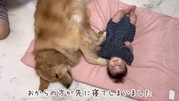 横になる赤ちゃんに寄り添うゴールデンレトリバーのワンコ