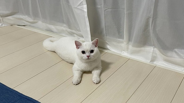 眉間にシワを寄せてにらむ子猫ちゃん