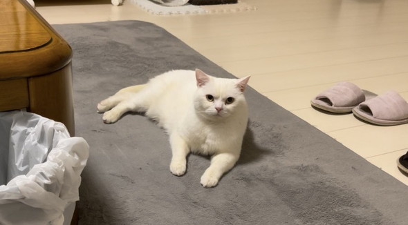 眉間にシワを寄せてにらむ猫ちゃん