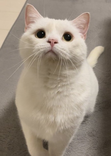 スコティッシュフォールドの白猫ちゃん