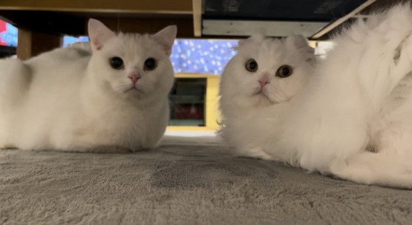 スコティッシュフォールドの白猫ちゃん2匹