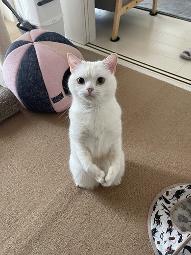 猫ちゃん