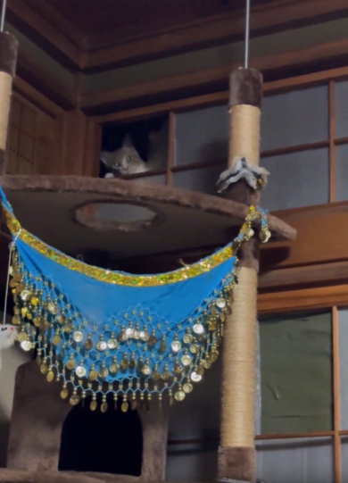 器用にドアを開ける猫