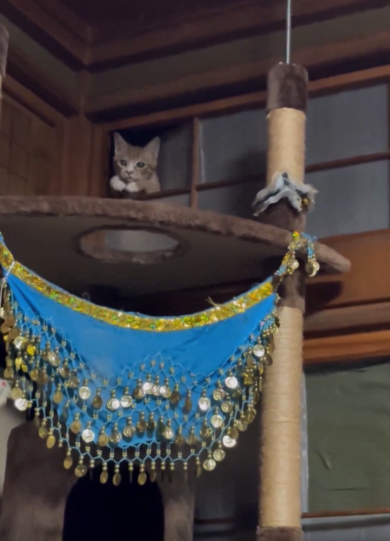 障子からひょっこり現れる猫