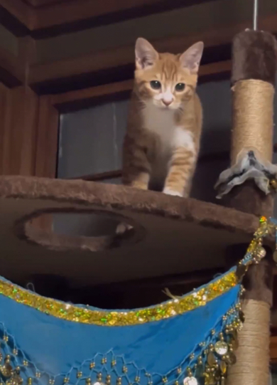 華麗にキャットタワーへ降り立つ猫