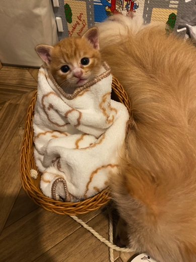 ベビーカーに乗る子猫