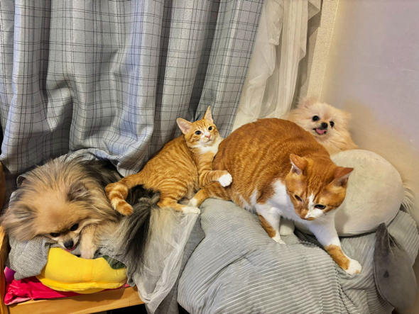 右から2番目が匠猫のみかんちゃん
