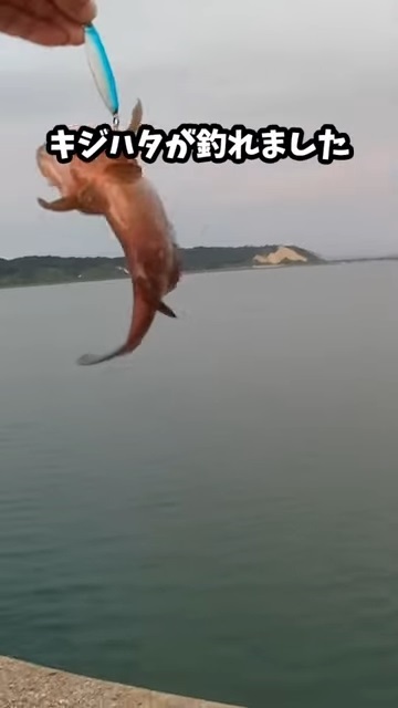 ダイソーの釣具