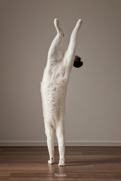 倒立猫