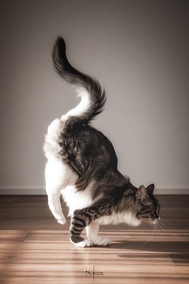 倒立猫