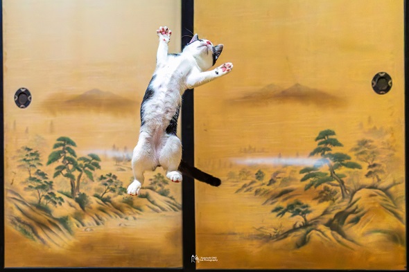 倒立猫