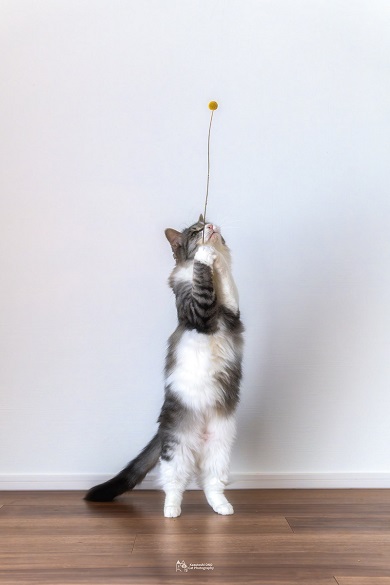 倒立猫