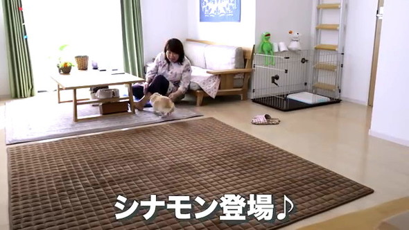 シナモンくん登場