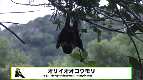 オリイオオコウモリ