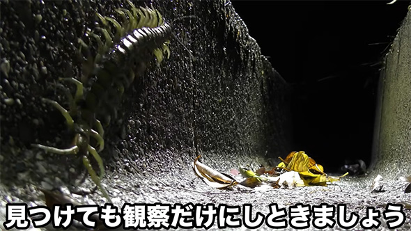 見つけても