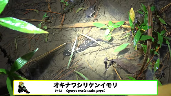 オキナワシリケンイモリ