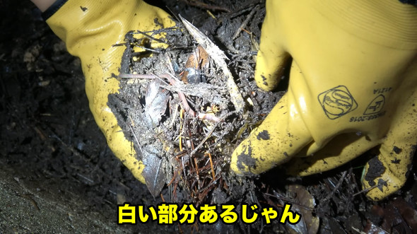 ミミズ