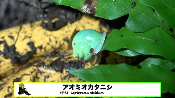 アオミオカタニシ