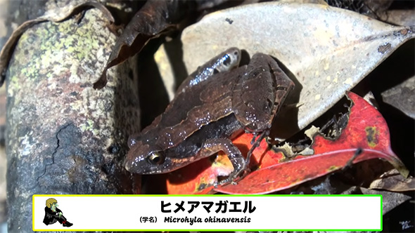 ヒメアマガエル