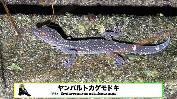 ヤンバルトカゲモドキ