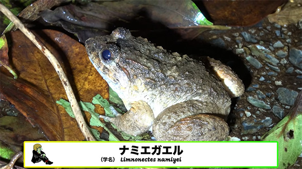 ナミエガエル