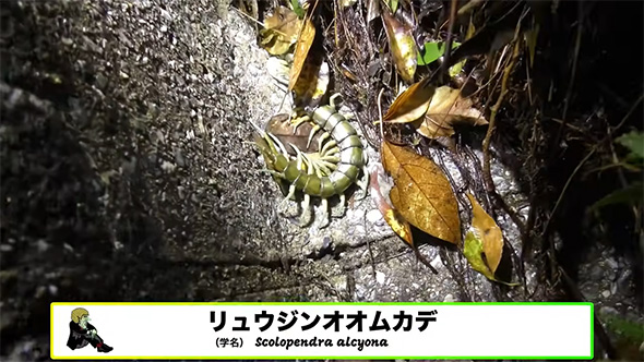 リュウジンオオムカデ