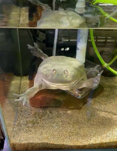 水中をゆらゆら泳ぐカエル