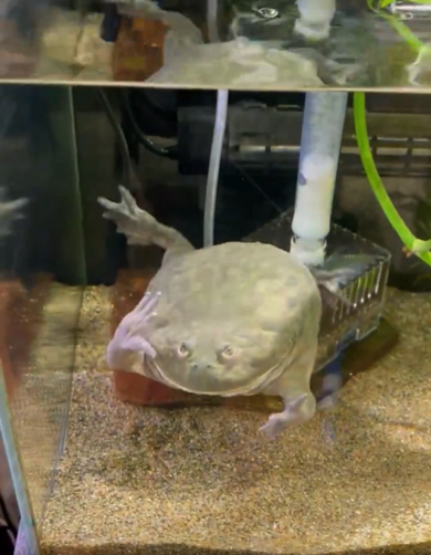 「よっ」とあいさつをするカエル