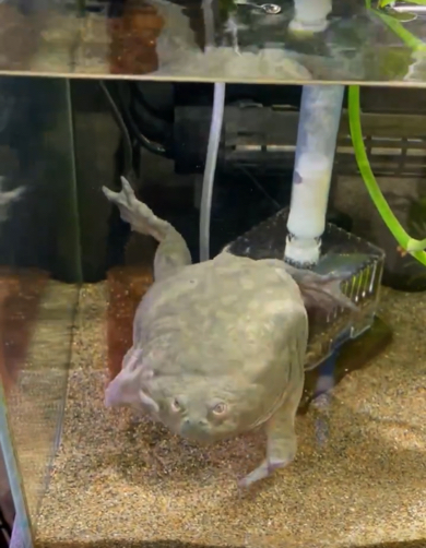 敬礼をしながら沈むカエル