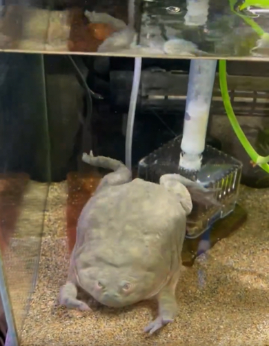 前足をスマートに戻すしぐさがなんだか笑えます