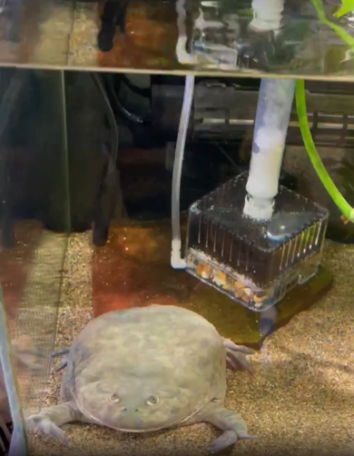 いつもの姿に戻ったカエル