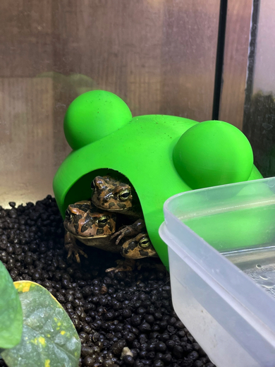 お家がぎゅうぎゅう