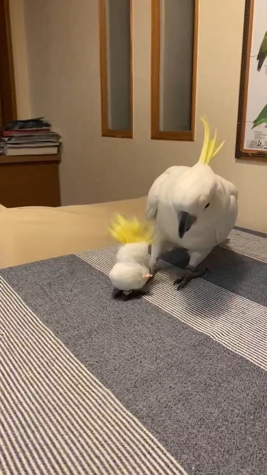 オモチャと鳥