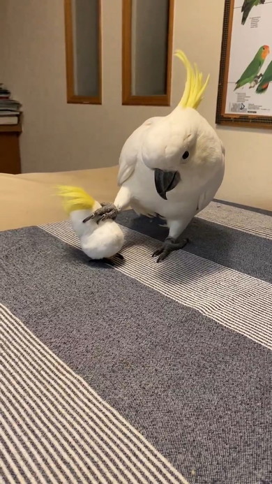 オモチャを掴む鳥