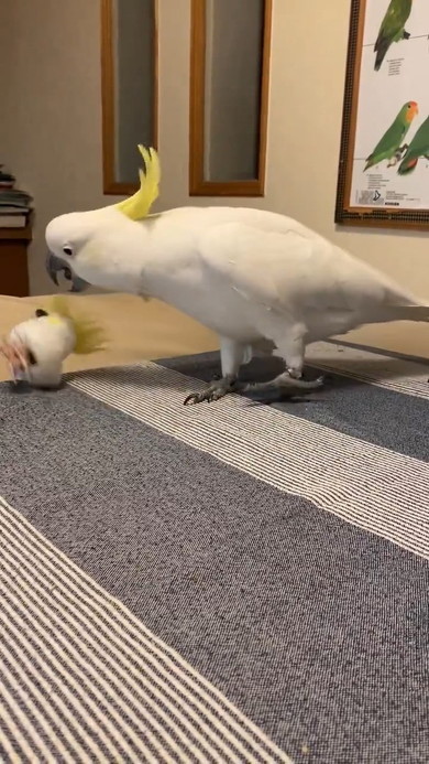 オモチャを捨てる鳥