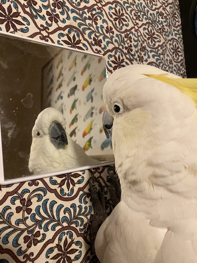 鏡を見る鳥