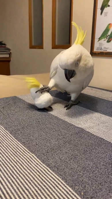 オモチャを掴む鳥