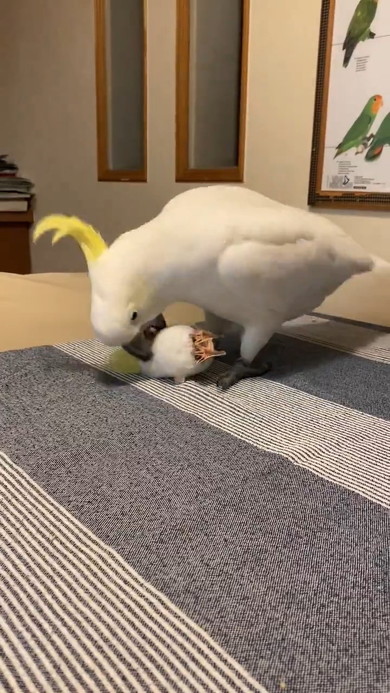オモチャをくわえる鳥