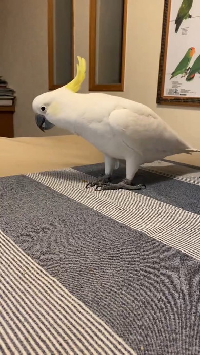 オモチャを見る鳥