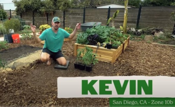 庭でトマトの苗木を移植実験する